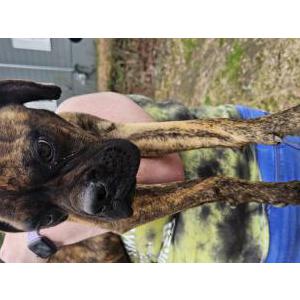 Image of Unknown, Found Dog