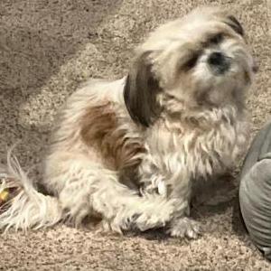Lost Dog Pookie