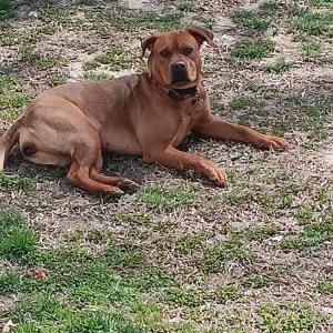 Lost Dog Bailey