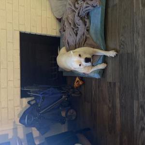 Image of Max, Lost Dog
