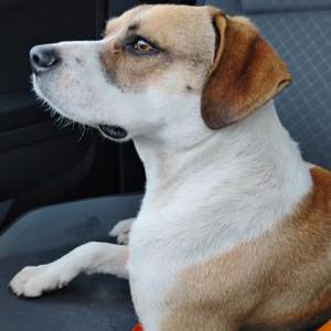 Found Dog Unknown