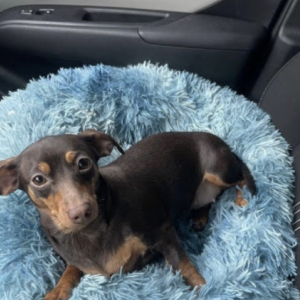 Lost Dog Ana
