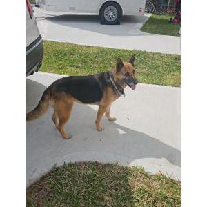Found Dog Unknown