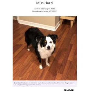 Image of Miss Hazel, Lost Dog