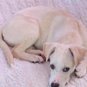 Image of Khne, Lost Dog