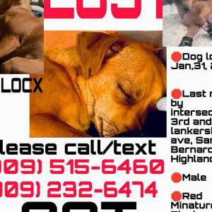 Lost Dog Chulocx