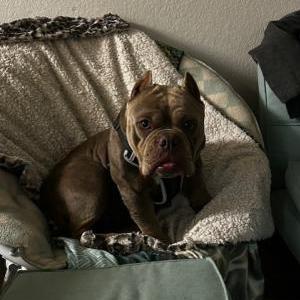 Found Dog Unknown