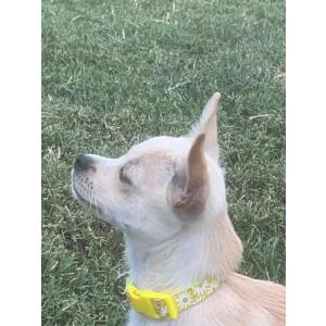 Image of Milo, Lost Dog