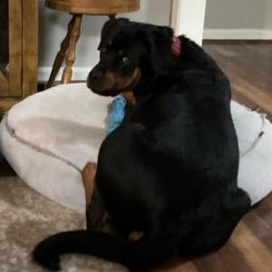 Image of Unknown, Found Dog