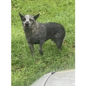 Found Dog Unknown