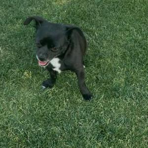 Image of Luna, Lost Dog