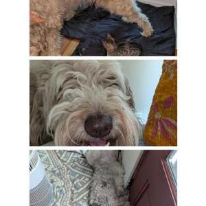 Image of Molly, Lost Dog