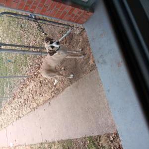 Found Dog Unknown