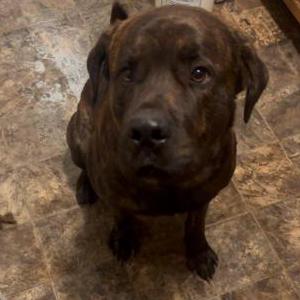 Image of Drax, Lost Dog