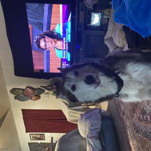 Lost Dog Shiloh
