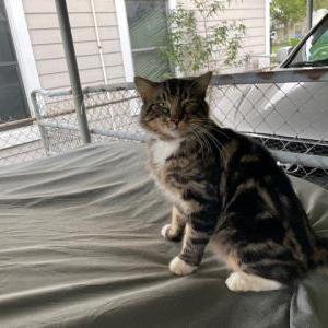 Lost Cat WINSTON