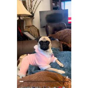 Image of Peaches, Lost Dog