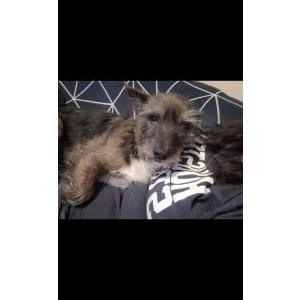 Lost Dog Louie