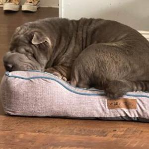 Image of Percee, Lost Dog