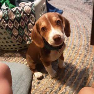 Lost Dog Jolene