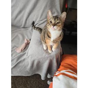 Lost Cat Winky