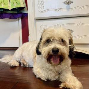 Found Dog Unknown