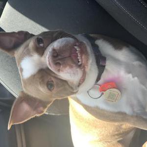 Image of Lola, Lost Dog