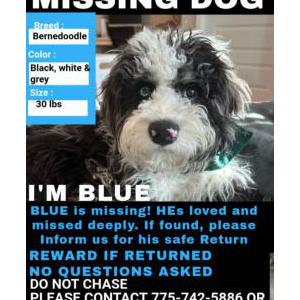 Lost Dog BLUE
