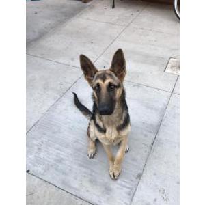 Lost Dog Lavender