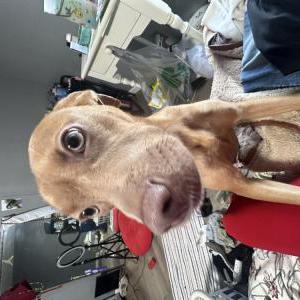 Image of Maya, Lost Dog