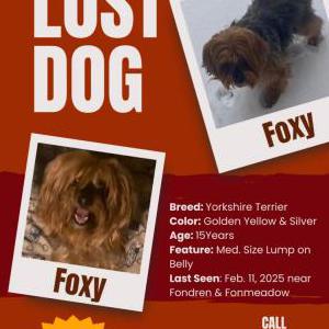 Lost Dog Foxy