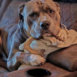 Image of Blue, Lost Dog