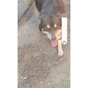 Image of Luna, Lost Dog