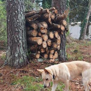 Image of Loki, Lost Dog