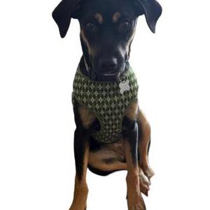 Image of Stevie, Lost Dog