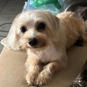 Lost Dog Luna