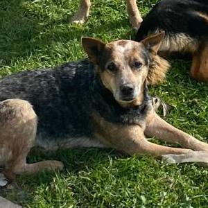 Image of Pio, Lost Dog