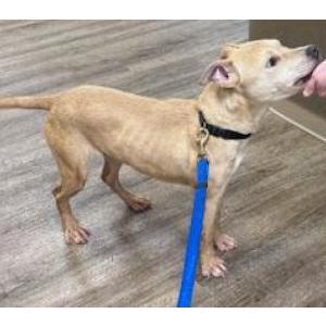 Image of Unknown, Found Dog