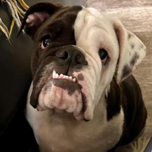 Lost Dog Biggie