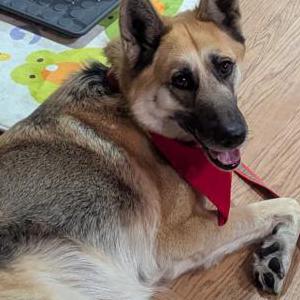 Found Dog Unknown