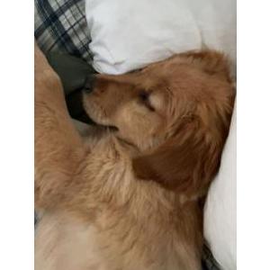 Lost Dog Lainey