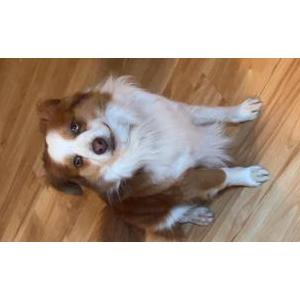 Lost Dog Browner