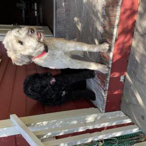 Image of Magnolia, Lost Dog