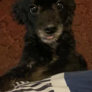 Image of Velvet, Lost Dog