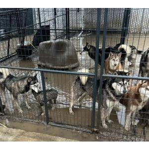 Lost Dog 8 huskies