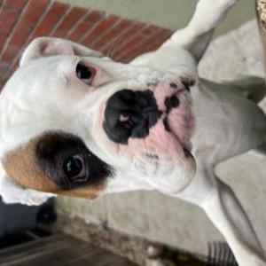 Image of Unknown, Found Dog