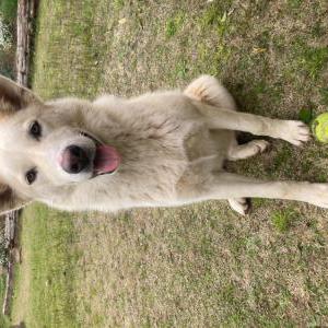 Image of Unknown, Found Dog