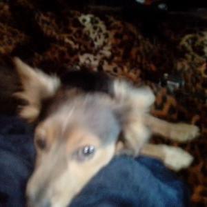 Lost Dog Rufus