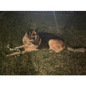 Lost Dog Skipper