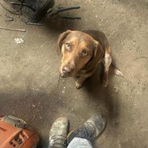 Image of Red, Lost Dog